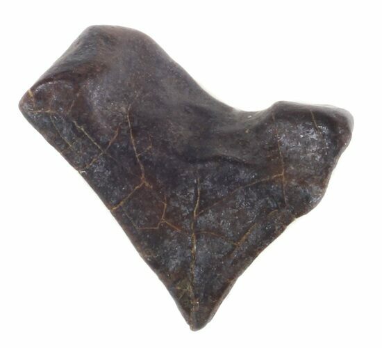 Bargain, Triceratops Shed Tooth - Montana #35658